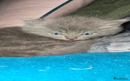 Maine Coon cats for sale: Amazing Mainecoon - Advert 9