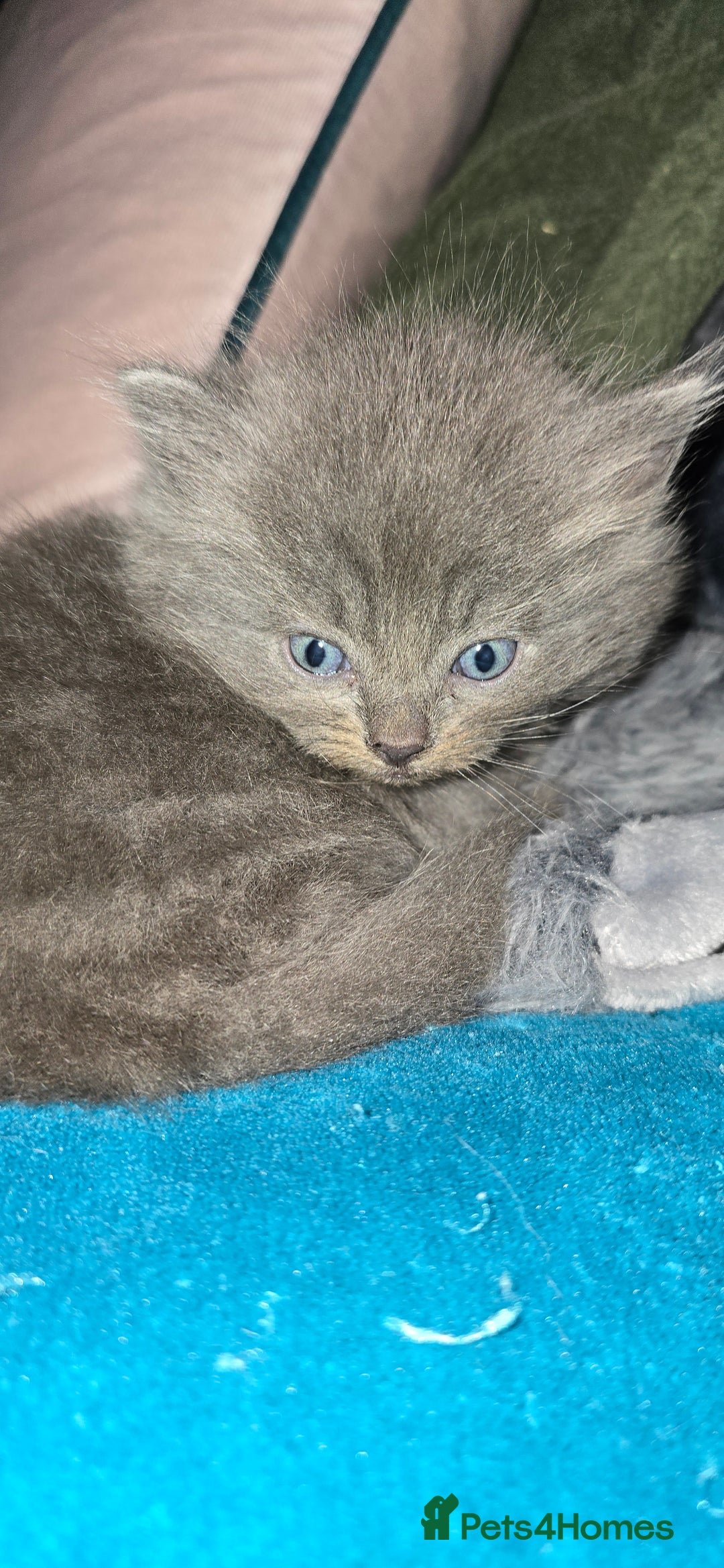 Maine Coon cats for sale: Amazing Mainecoon - Advert 9