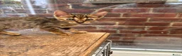 Bengal cats for sale: Stunning Bengal kittens READY NOW - Advert 2