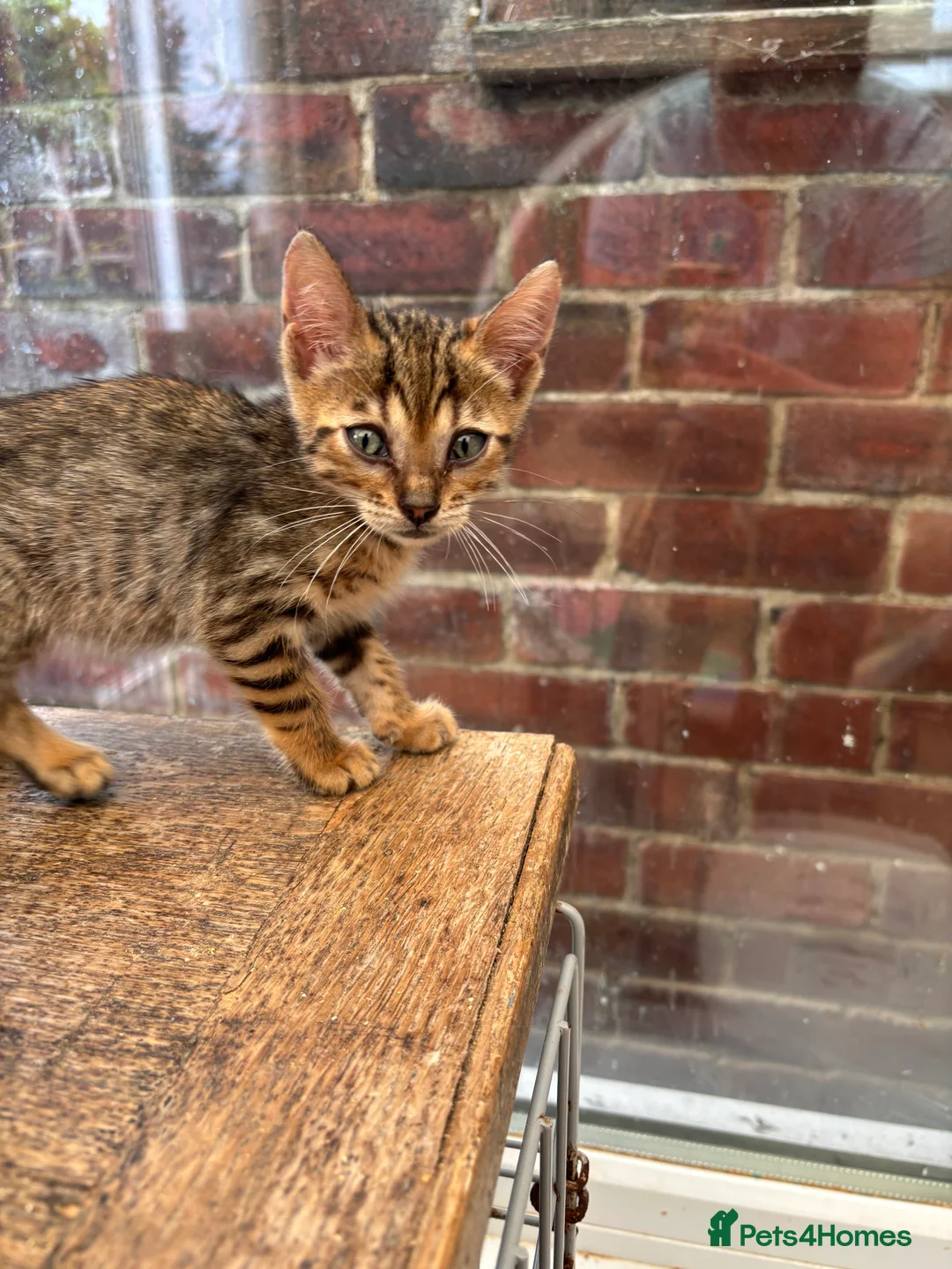 Bengal cats for sale: Stunning Bengal kittens READY NOW - Advert 2