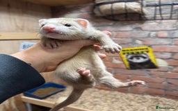 Ferret rodents for sale: Sandy Ferret Kits - Image 1