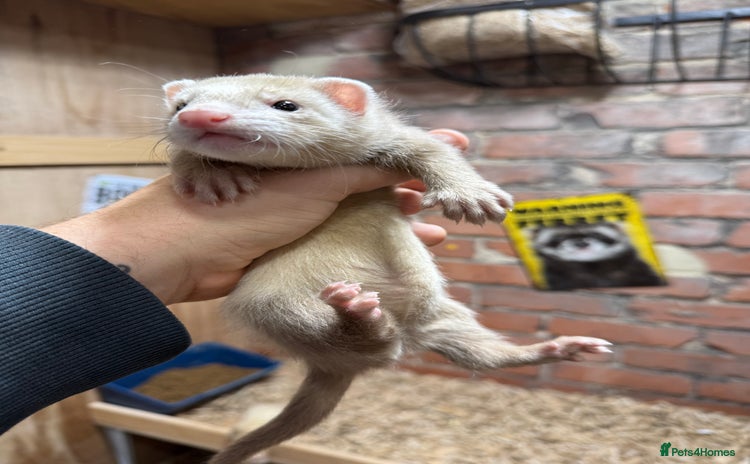Ferret rodents - Advert 2
