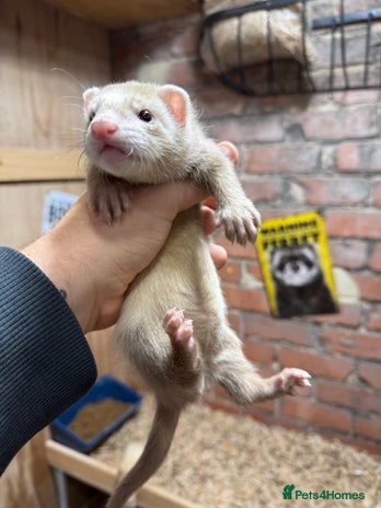 Ferret rodents - Advert 2