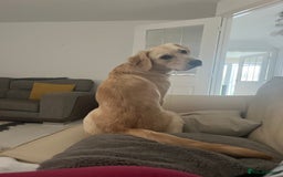 Golden Retriever dogs for sale: 7 month old Puppy looking for a Special Home  - Image 4