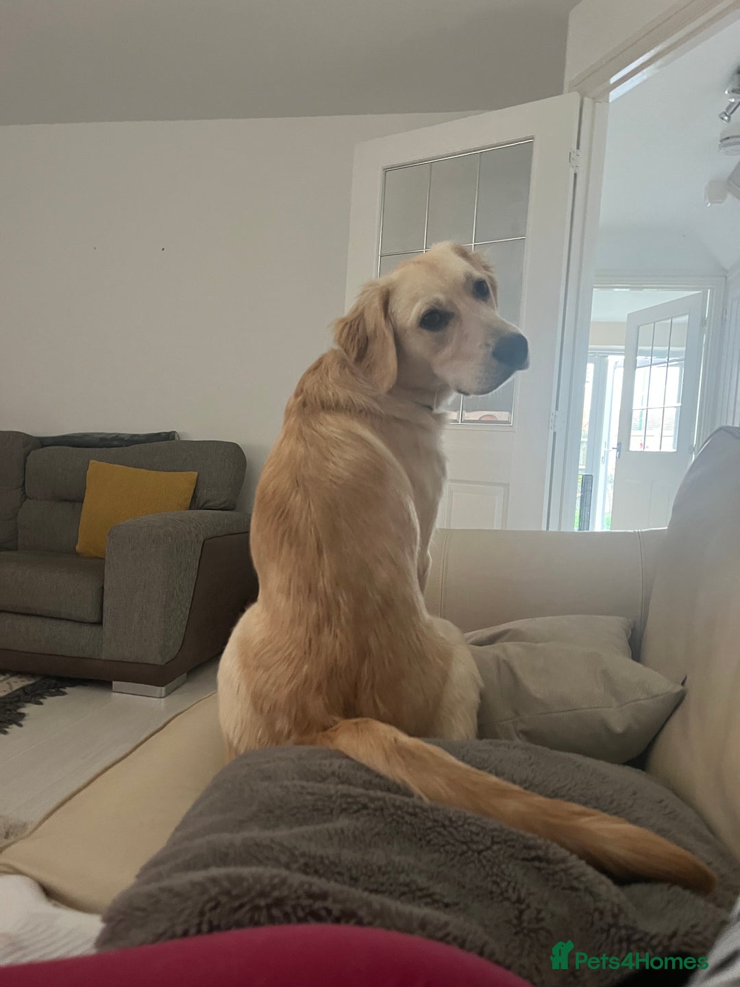 Golden Retriever dogs for sale: 7 month old Puppy looking for a Special Home  - Image 4