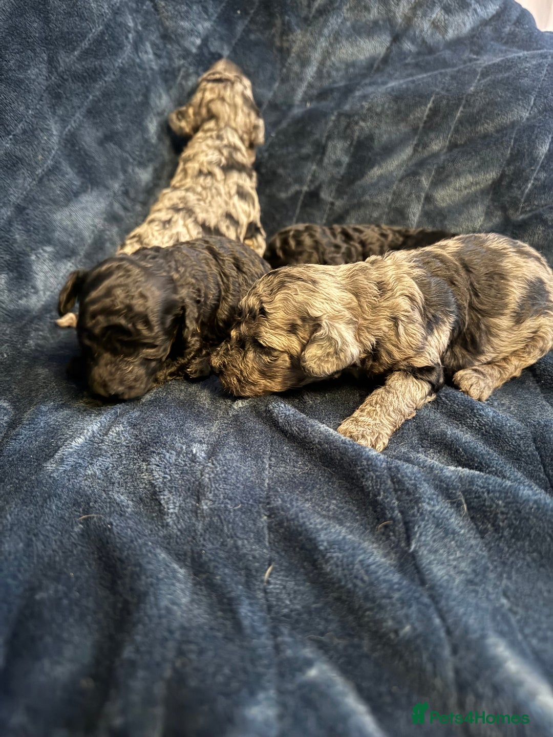 Labradoodle dogs for sale: *ONLY 2 LEFT*, ready to leave 31st oct!! - Image 25