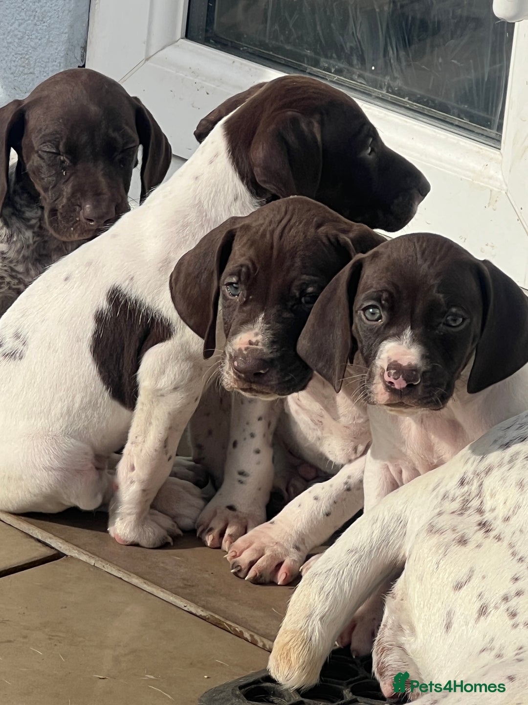 German Shorthaired Pointer dogs for sale: Working GSP puppy’s  - Image 2