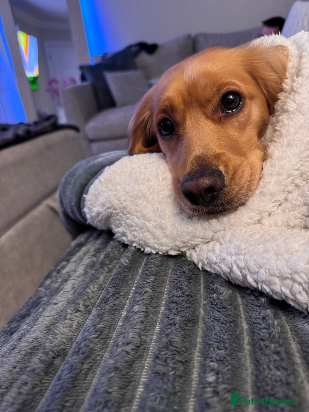 Mixed Breed dogs for sale: Molly 18 Month Old Cocker SpanielxGolden Retriever - Image 11