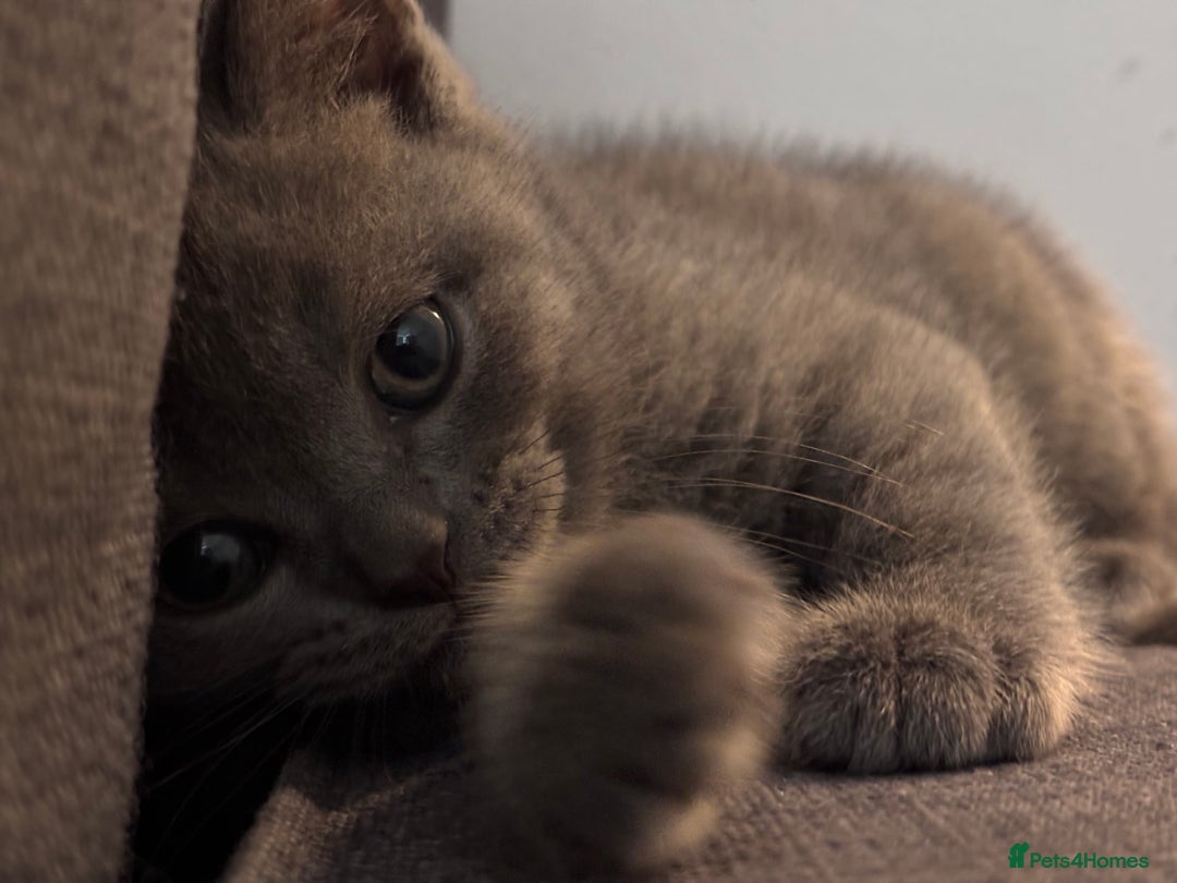 British Shorthair cats for sale: Teddy-Soft Blue British Shorthair Kitten - Image 4