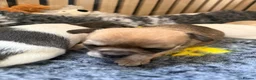 Chihuahua dogs for sale: Smooth coat chihuahua puppies  - Advert 14