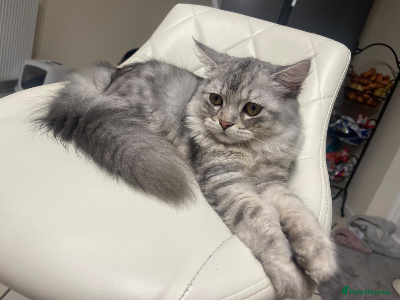 Mixed Breed cats Persian x ragdoll  - Advert 2