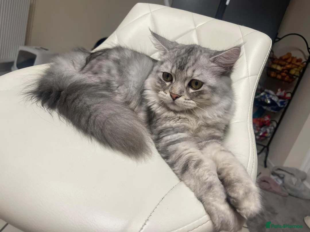 Mixed Breed cats for sale: Persian x ragdoll  in Coventry - Advert 1