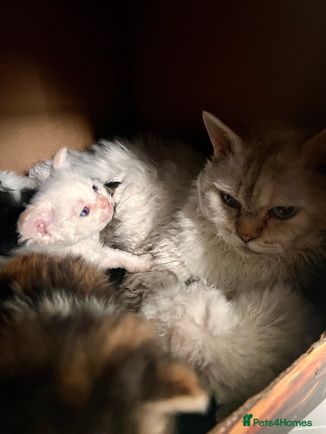 Selkirk Rex cats for sale: Stunning Selkirk rex kittens - Advert 28