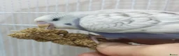 Budgerigars birds for sale: Outstanding pet baby budgies priced from £40 - Advert 8