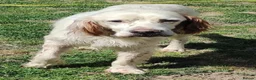 English Setter dogs for adoption: BRUNO - Advert 7