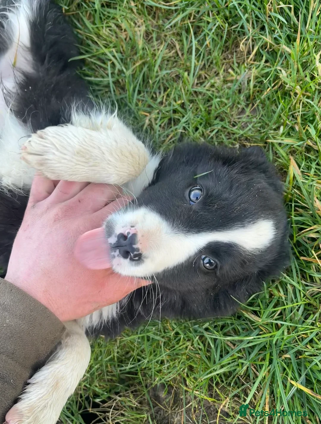 Border Collie dogs for sale: 1 beautiful male border collie puppy - Advert 7