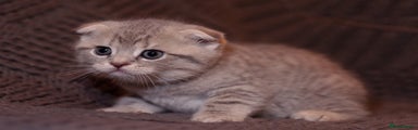 Scottish Fold Kitten 3