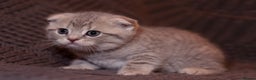 Scottish Fold cats for sale: Gorgeous Scottish Fold and straight kittens - Advert 18