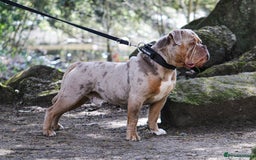 Olde English Bulldogge dogs for stud: ❄️ICEMAN❄️ in Nottingham - Image 4