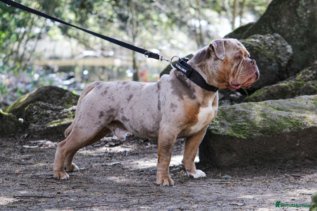 Olde English Bulldogge dogs for stud: ❄️ICEMAN❄️ in Nottingham - Image 4