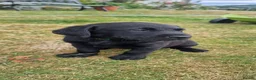 Labrador Retriever dogs for sale: KC Registered Pedigree Black Labrador Puppies in Abergele - Advert 4