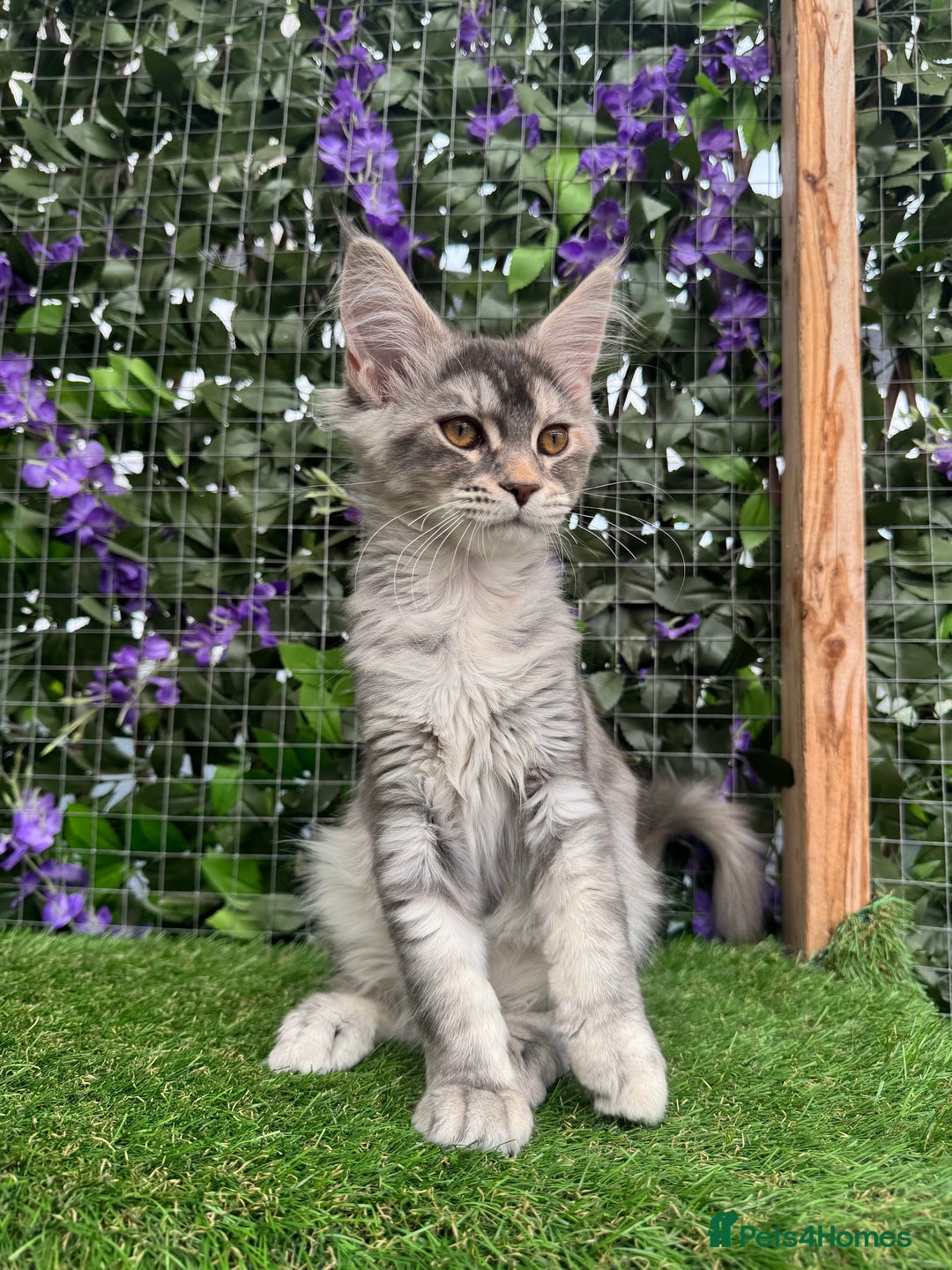 Maine Coon cats for sale: Russian bloodline Maine Coon Kittens 20+Gen! 🏆 - Image 5