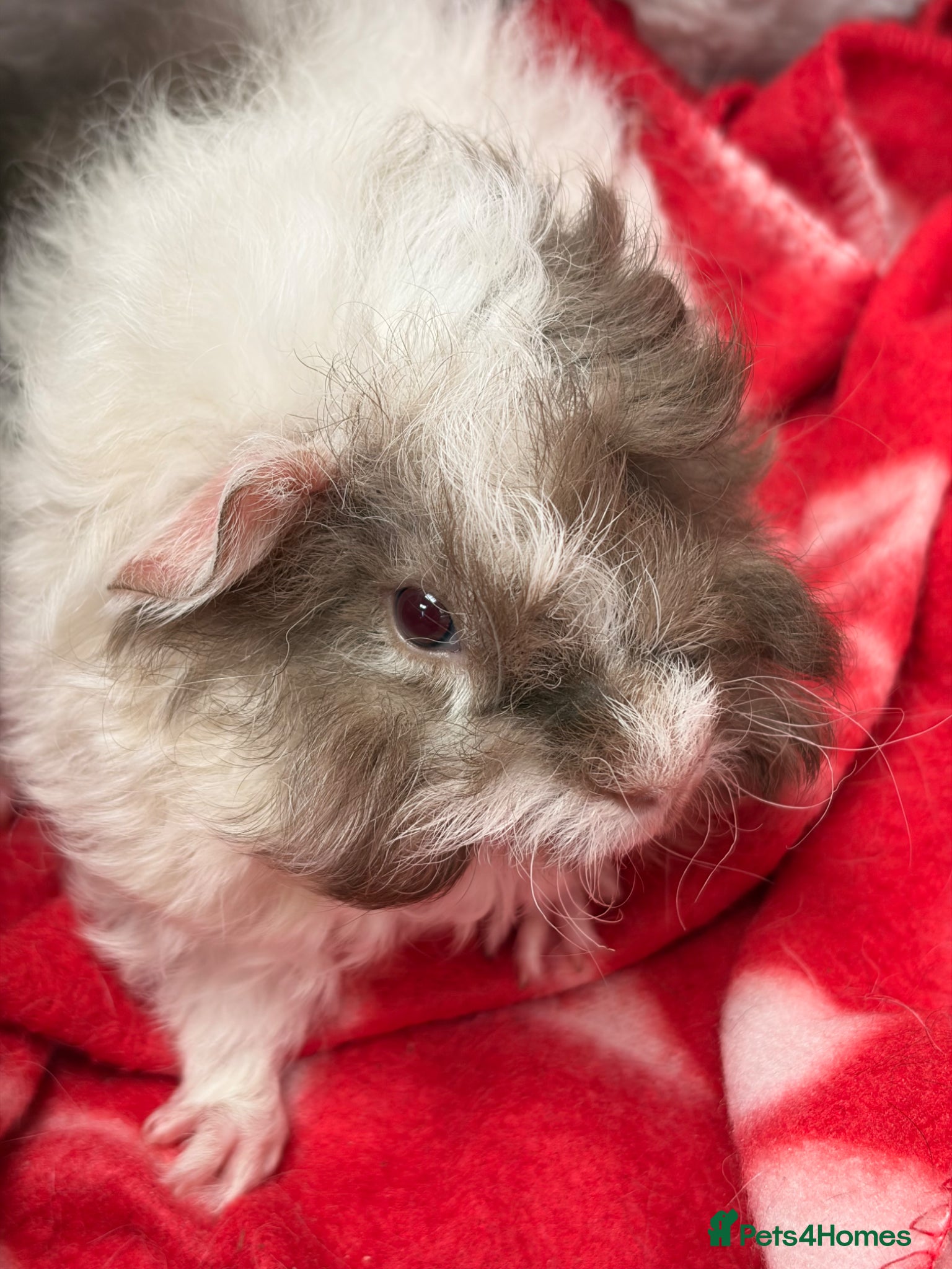 Guinea Pig rodents for sale: BEAUTIFUL BABY BOY GUINEA PIGS - Advert 1