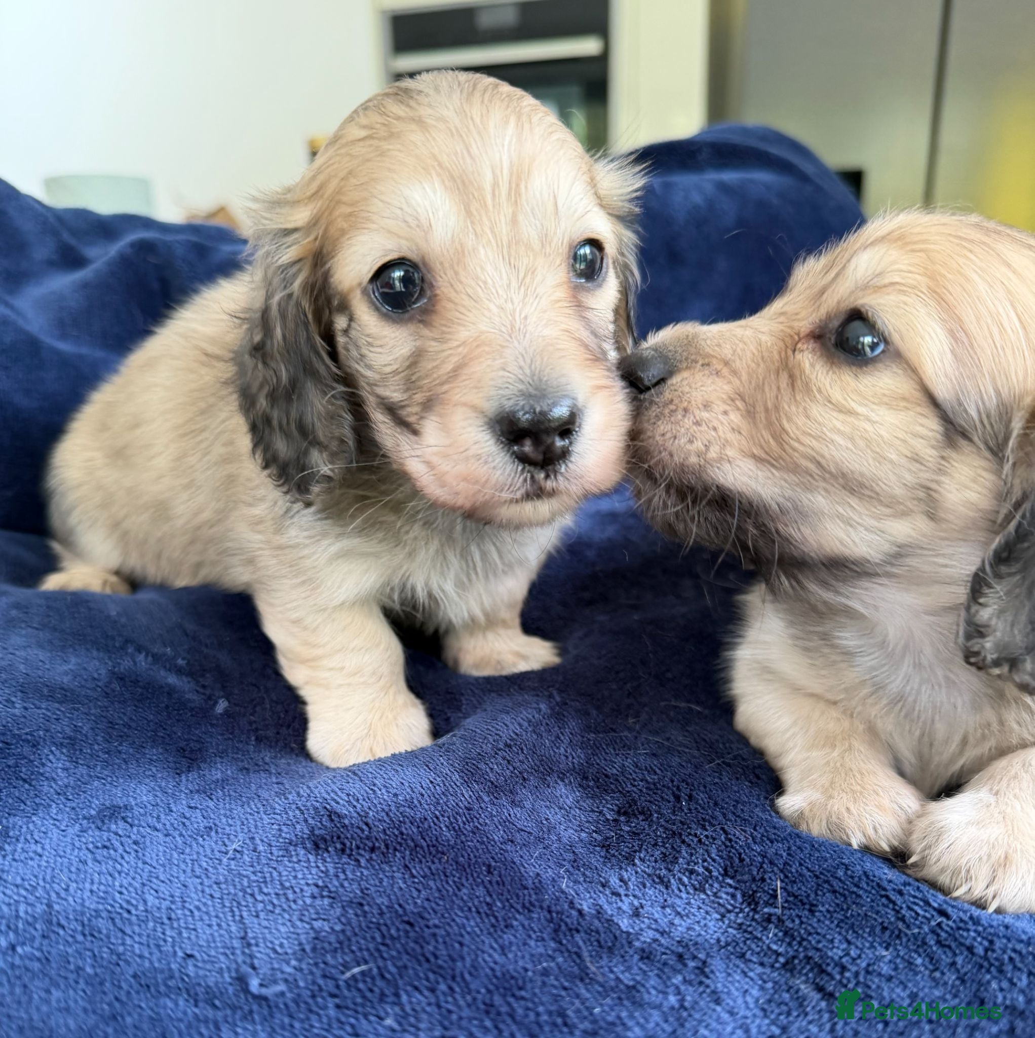 Miniature Dachshund dogs Gorgeous Cream mini Daxie boys - Advert 2