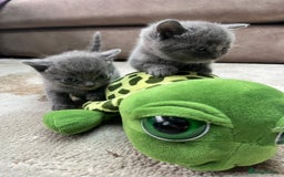 British Shorthair cats for sale: Mixed Breed British Shorthair 🐾 £300 - Image 3