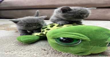 British Shorthair cats - Advert 10