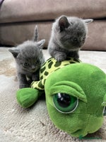 British Shorthair cats - Advert 10