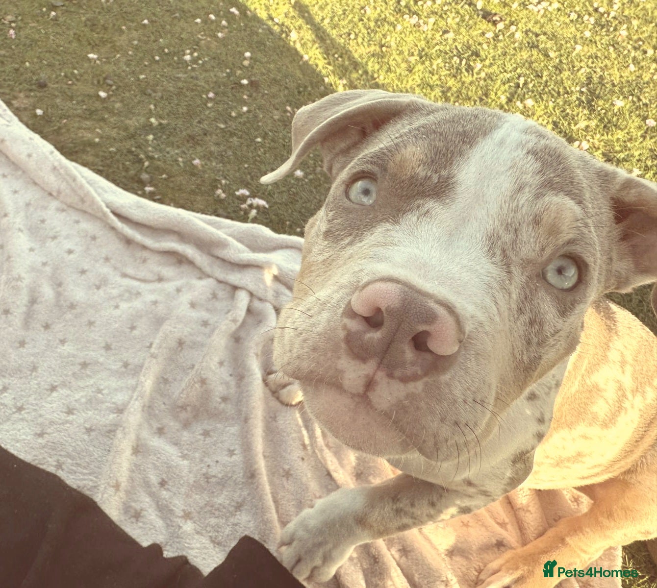 Mixed Breed dogs Rehome/foster my beautiful pup - Advert 4