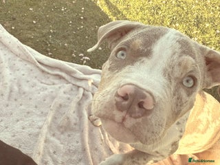 Mixed Breed dogs Rehome my beautiful pup - Advert 5