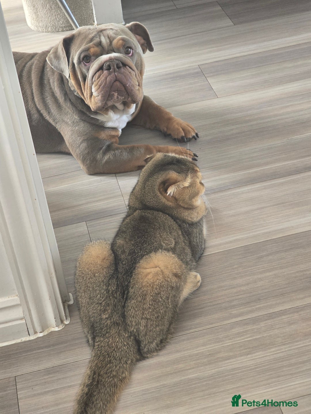 English Bulldog dogs for sale: English bulldog lilac female - Advert 5