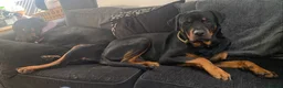 Rottweiler dogs for sale: Germany and America Rottweiler mix - Advert 3