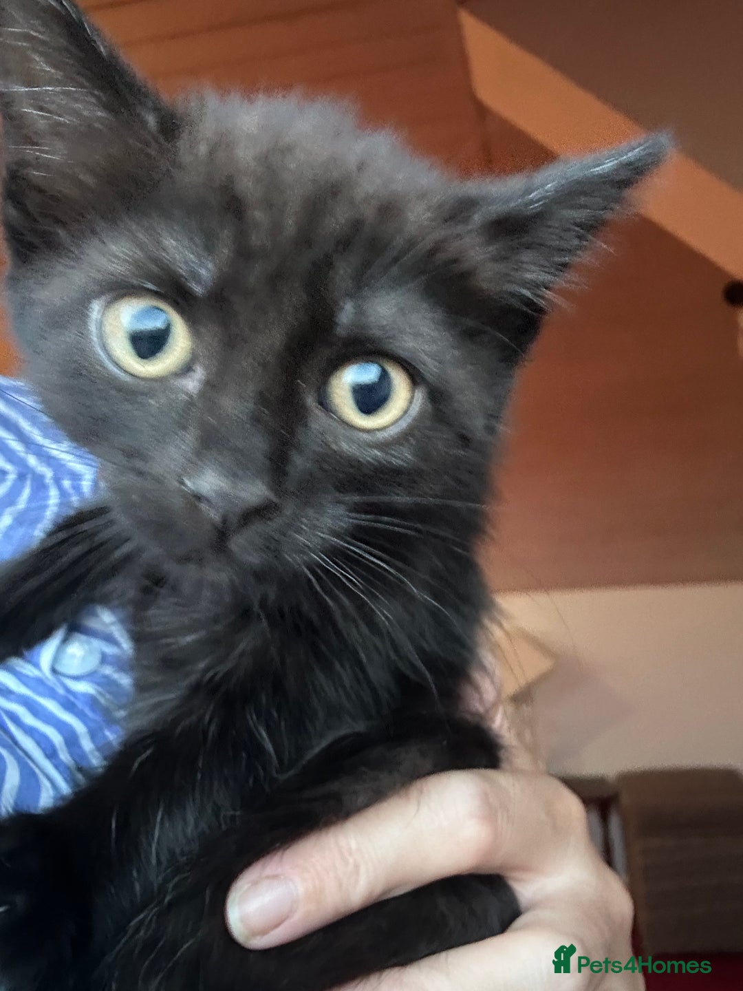 Ragdoll cats for sale: Beautiful Ragdoll X Kittens  - Image 18