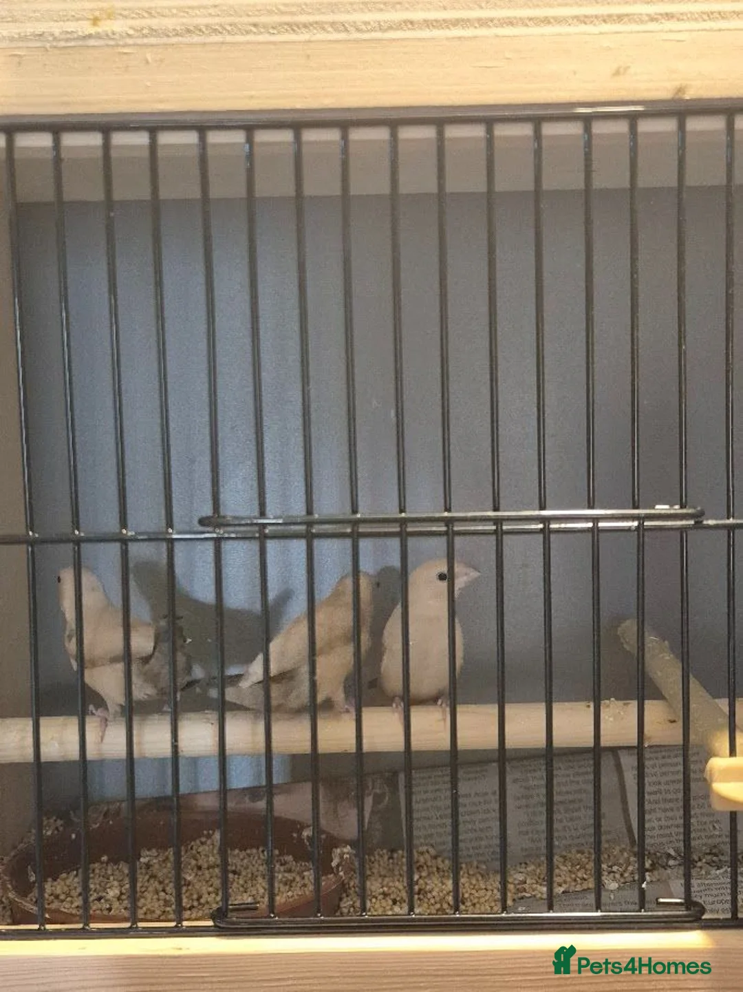 Finches birds for sale: 3x Juvenile "Fawn" African Silverbills - Advert 2