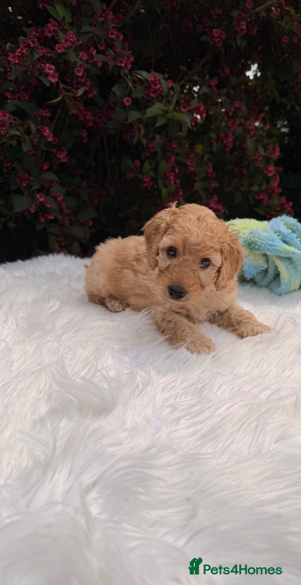 Cockapoo dogs F2b cockapoo puppies  - Advert 7