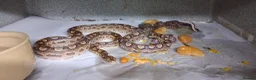 Boa Snake reptiles for sale: Argentina Rainbow Boa's  - Advert 5