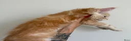 Maine Coon cats for sale: Champion line kittens 🥰 - Advert 20