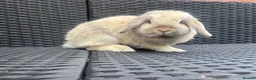 Mini Lop rabbits for sale: Blue harli female pure bred mini lop  - Advert 1