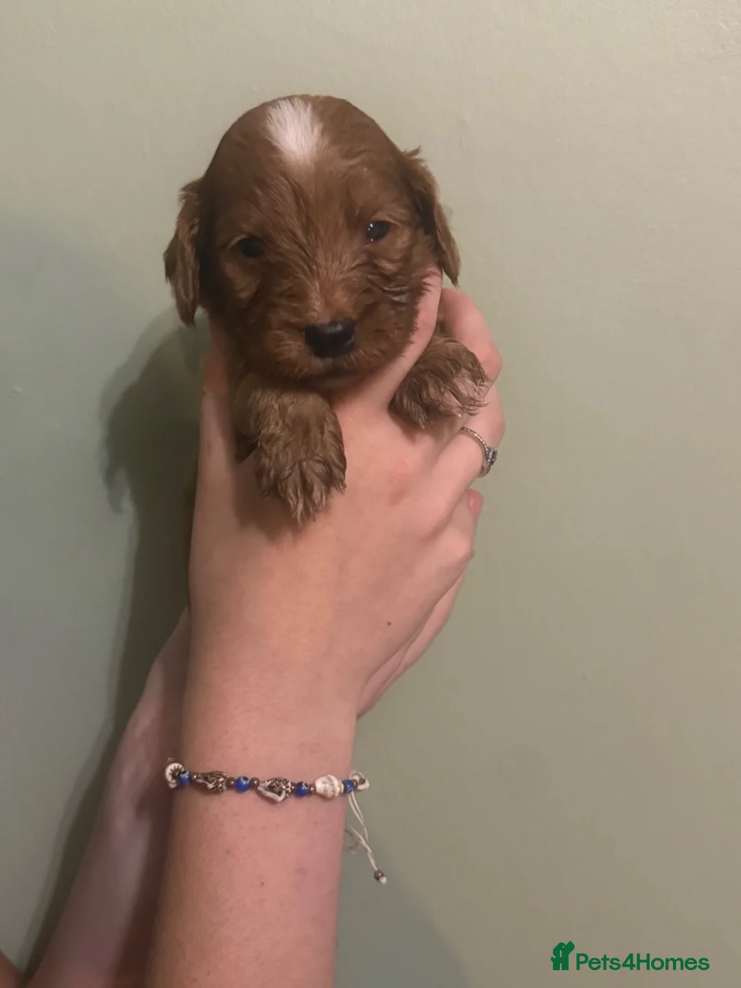 Mixed Breed dogs for sale: Sproodle puppies  - Advert 26