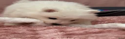 Samoyed dogs for sale: Crufts line + health tested Samoyeds - Advert 20