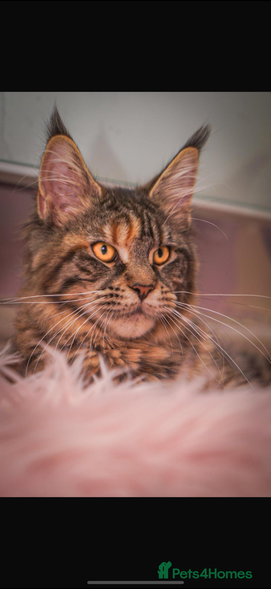 Maine Coon cats for sale: Full breed gorgeous Mainecoon female 2 years old - Advert 5
