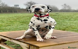 Dalmatian dogs for stud: Health tested Dalmatian available at Stud in Birmingham - Image 4