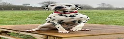 Dalmatian dogs for stud: Health tested Dalmatian available at Stud in Birmingham - Advert 4