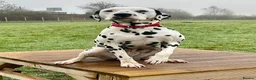 Dalmatian dogs for stud: Health tested Dalmatian available at Stud in Birmingham - Advert 4