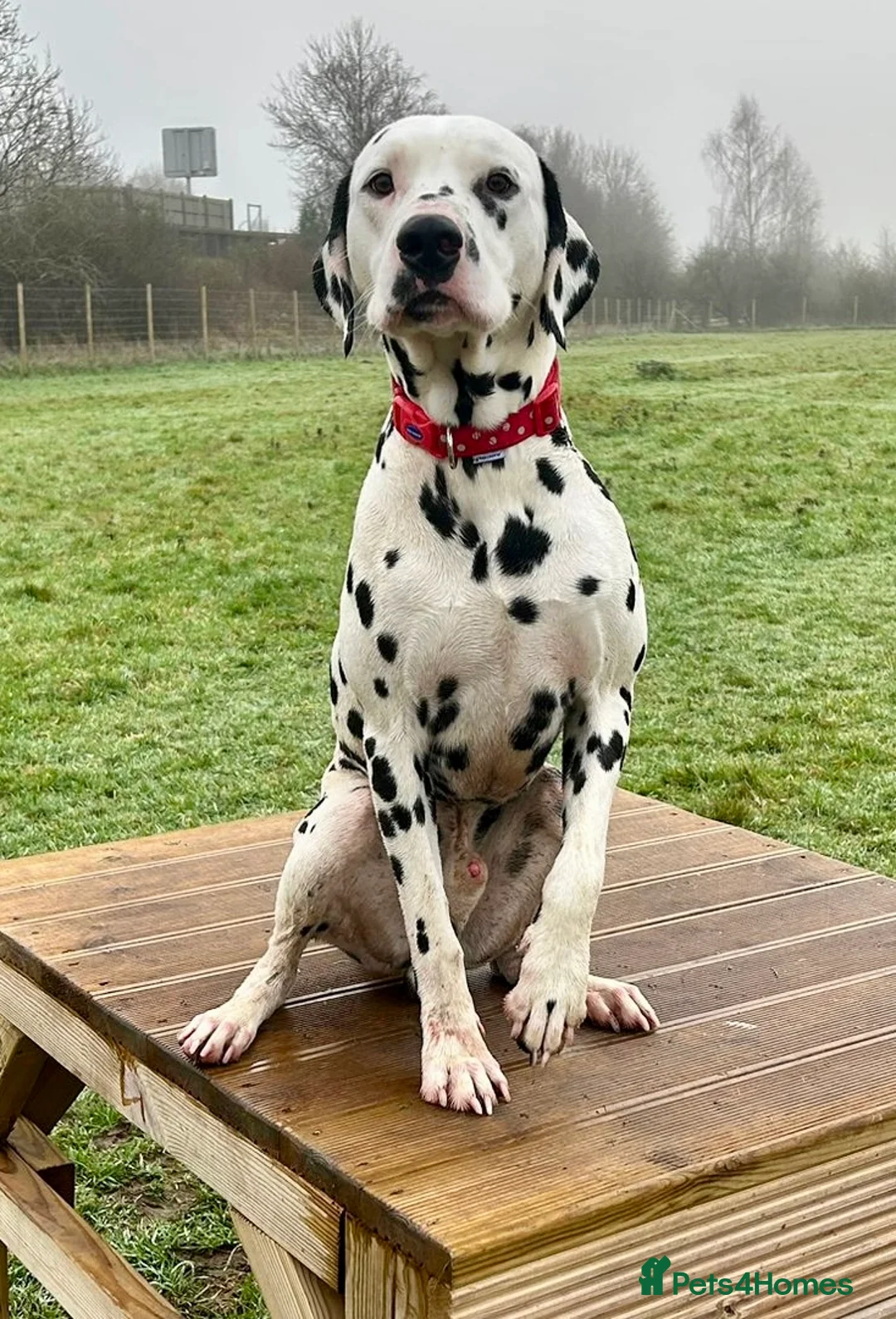 Dalmatian dogs for stud: Health tested Dalmatian available at Stud in Birmingham - Advert 4