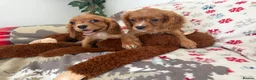 Cavalier King Charles Spaniel dogs for sale:     Puppies – Ready for Their Forever Homes - Advert 5