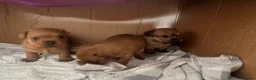 Mixed Breed dogs for sale: Mixed breed terrier pups in Belper - Advert 3